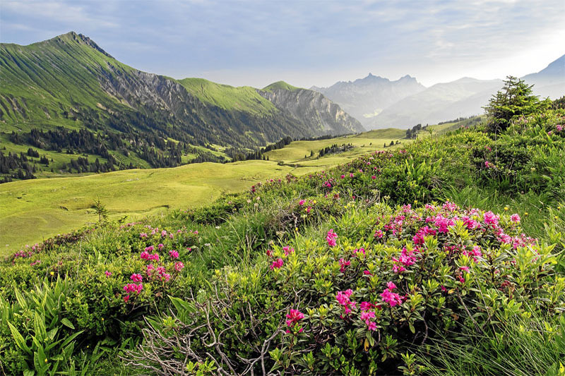 Simmental region